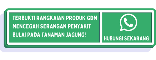 cta ciri penyakit bulai pada jagung 2