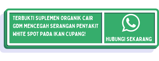 cta penyakit white spot pada ikan cupang 2