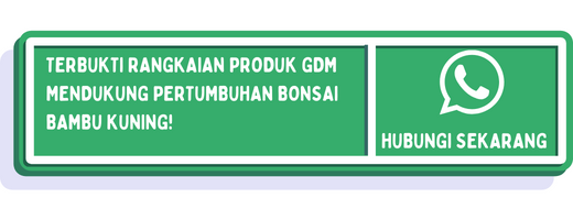 cta cara bikin bonsai bambu kuning 2