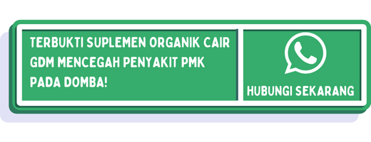 cta penyakit pmk pada domba 2