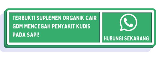 cta penyakit kudis pada sapi 2