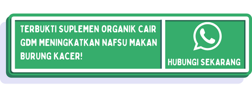 cta cara meningkatkan nafsu makan burung kacer 2