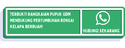 cta cara membuat bonsai kelapa berbuah 2