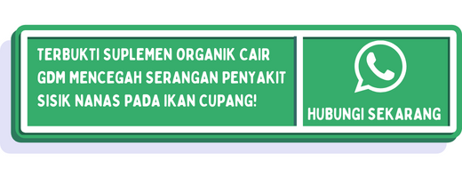 cta penyebab sisik nanas pada ikan cupang 2