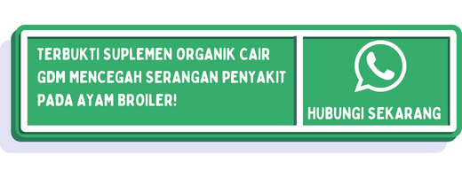 cta penyakit ayam broiler karena bakteri 2