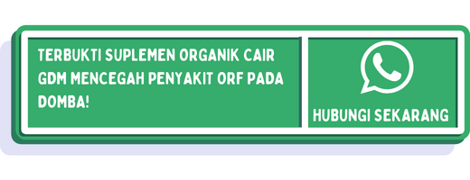cta cara mengobati penyakit orf domba 2