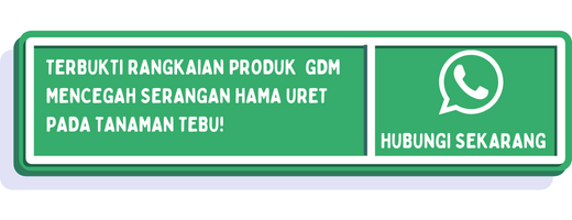 cta cara mengatasi hama uret tebu 2