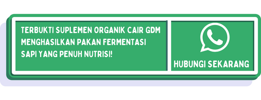 cta cara fermentasi pakan ternak sapi 2