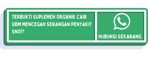 cta penyakit snot pada ayam petelur 2