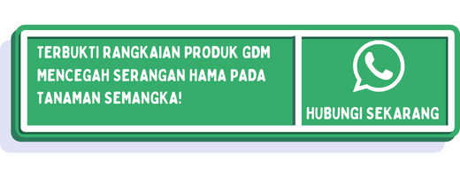 cta hama pada semangka 2