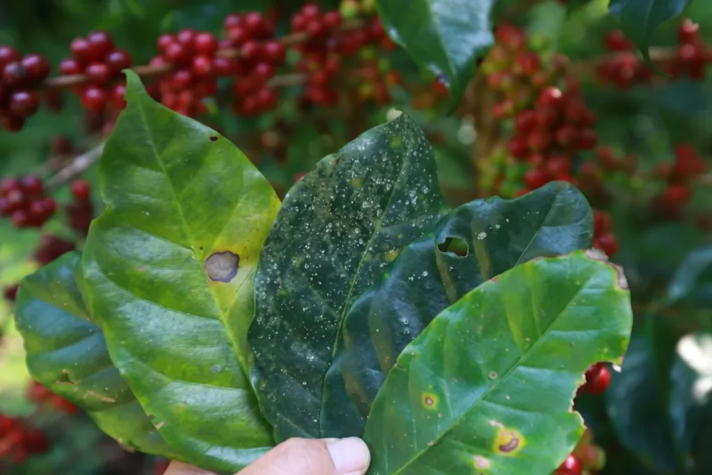 cara mencegah penyakit karat daun kopi