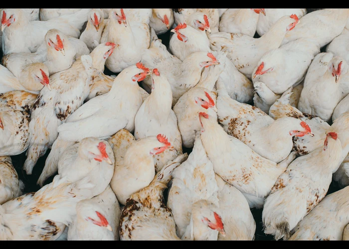 ciri penyakit gumboro pada ayam
