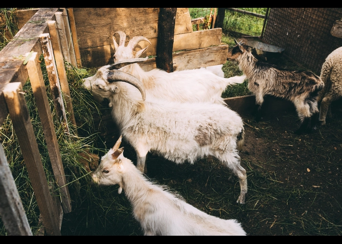 penyebab penyakit orf pada kambing