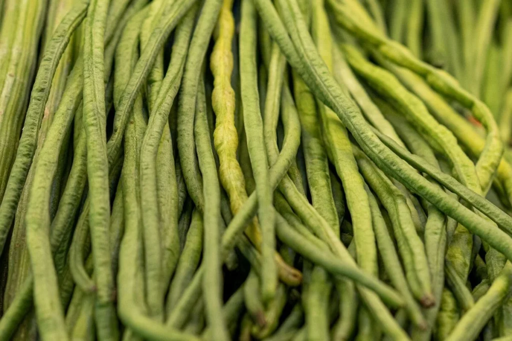 Hasil pupuk untuk kacang panjang