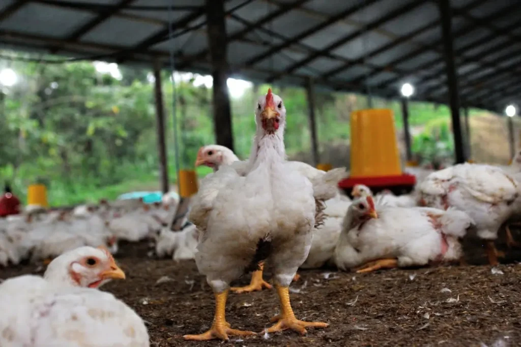 penyakit koksi pada ayam broiler