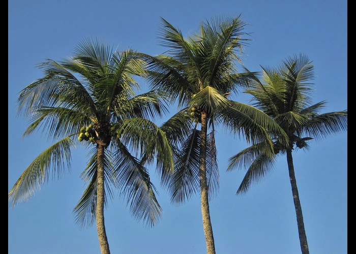 cara membasmi hama pohon kelapa