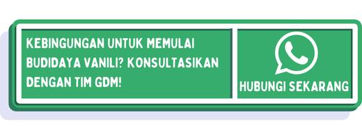 cta cara mengawinkan vanili agar cepat berbuah 1