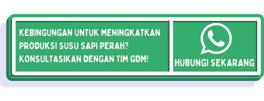 cta cara meningkatkan produksi susu sapi perah 1