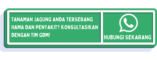 cta hama penyakit jagung 1
