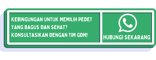 cta cara memilih pedet yang bagus 1