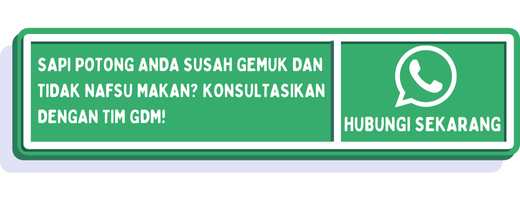 cta penggemukan sapi potong 1