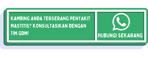 cta ciri kambing mastitis 1