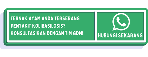 cta cara mencegah kolibasilosis pada ayam 1