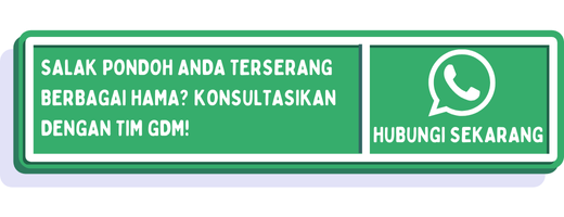 cta cara mencegah hama salak pondoh 1