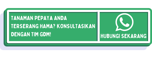 cta hama tanaman pepaya 1