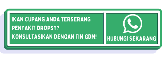cta cara mengobati dropsy ikan cupang 1
