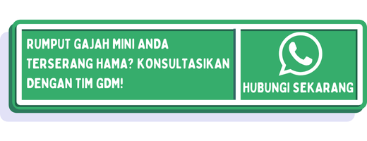 cta hama rumput gajah mini 1