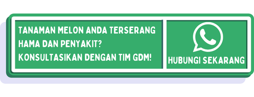 cta hama penyakit melon 1