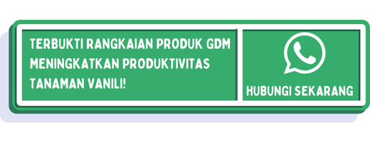 cta cara mengawinkan vanili agar cepat berbuah 2
