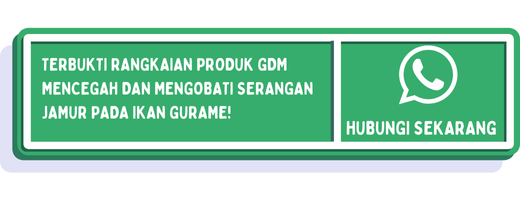 cta penyebab gurame jamuran 2