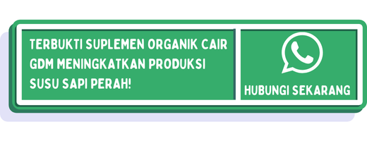 cta cara meningkatkan produksi susu sapi perah 2
