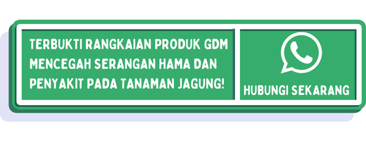 cta hama penyakit jagung 2