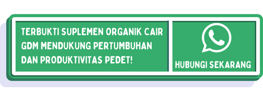 cta cara memilih pedet yang bagus 2