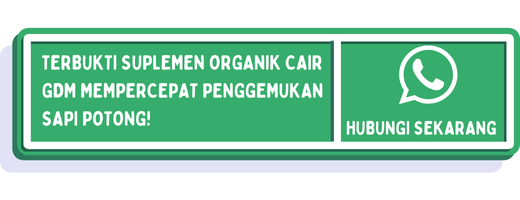 cta penggemukan sapi potong 2