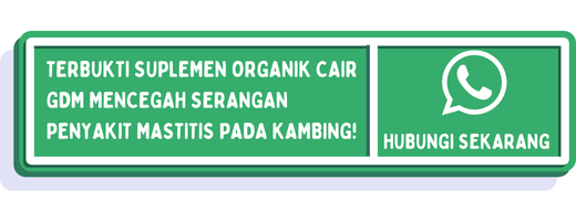 cta ciri kambing mastitis 2