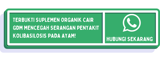 cta cara mencegah kolibasilosis pada ayam 2