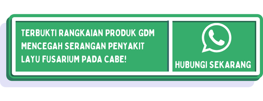 cta cara mengatasi layu fusarium pada cabe 2