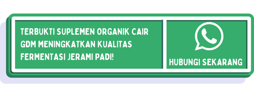 cta cara fermentasi jerami padi 2