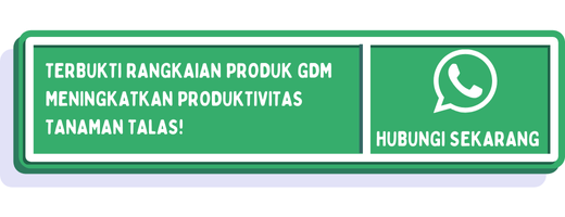 cta pupuk pembesar umbi talas 2
