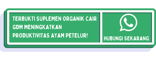 cta suplemen ayam petelur 2