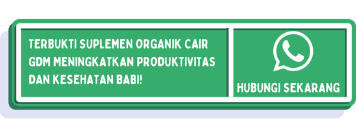 cta fase pertumbuhan babi 2