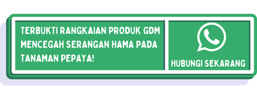 cta hama tanaman pepaya 2