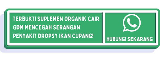 cta cara mengobati dropsy ikan cupang 2