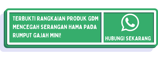 cta hama rumput gajah mini 2
