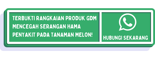 cta hama penyakit melon 2