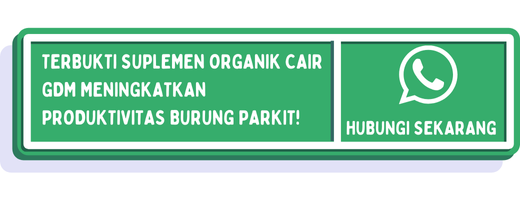 cta cara merawat burung parkit 2